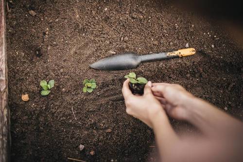 Zaczynamy wiosenne prace w warzywniku. Jakie narzędzia ułatwią nam sianie i sadzenie?